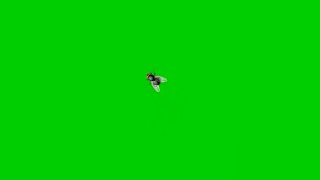 House fly Green screen HD fx effect with sound. Green screen insect that MUST WATCH by everyone
