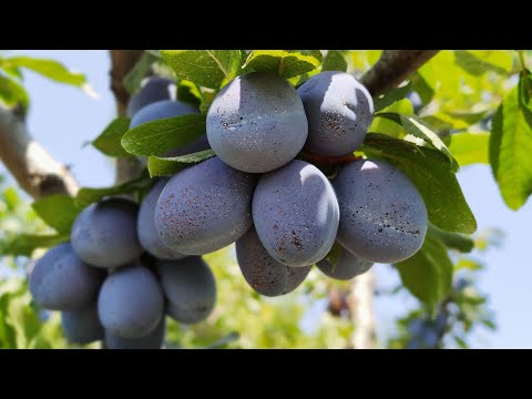 Video: Diken Erik Tkemali çeşitleri