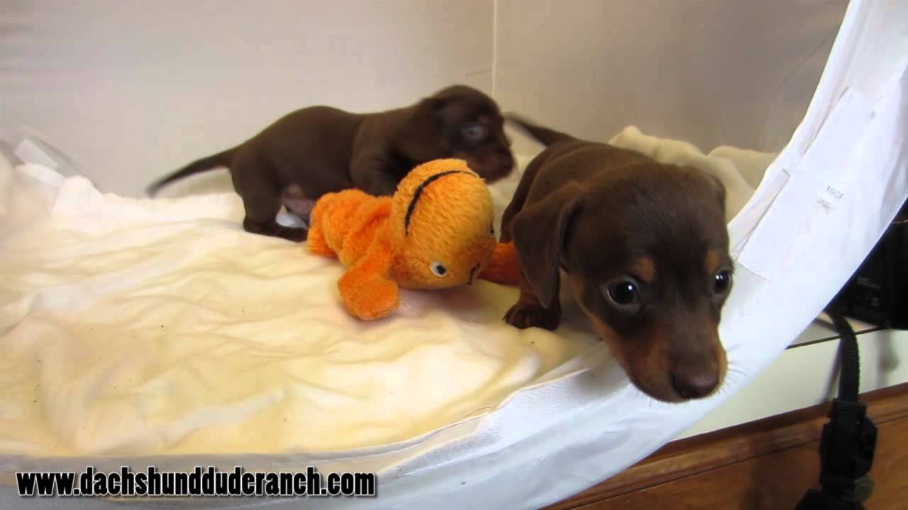 Hannah and Hodor Mini Dachshund Puppies Dachshund Dude Ranch YouTube