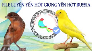 Download Lagu File HD luyện giọng yến hót Nga ( Russia canary) MP3