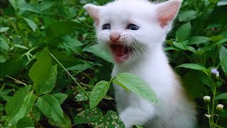 The kittens aren't in the cage I've been looking for are next to the house in storage by Loly Kitten 208 views 4 months ago 4 minutes, 24 seconds