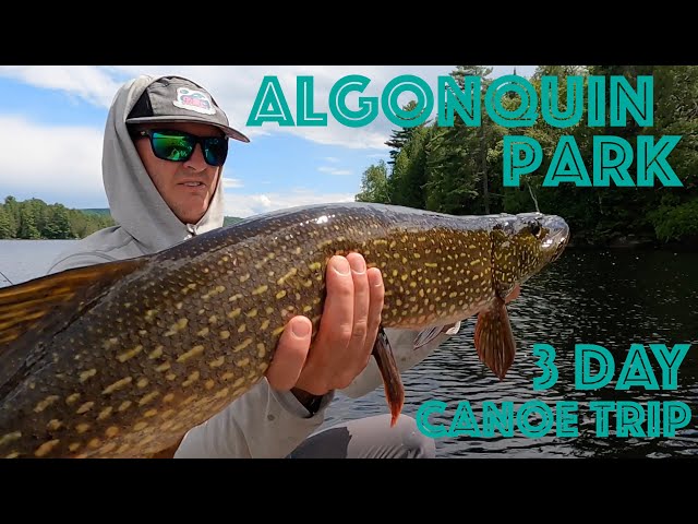 3-Day Algonquin Park Canoe Camping and Fishing Trip - Catch and