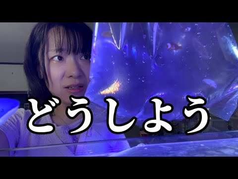 【想定外】小さすぎる海水魚に思わず絶句…どうしたらいいの〜〜！｜アクアリウム｜飼育｜原点へ