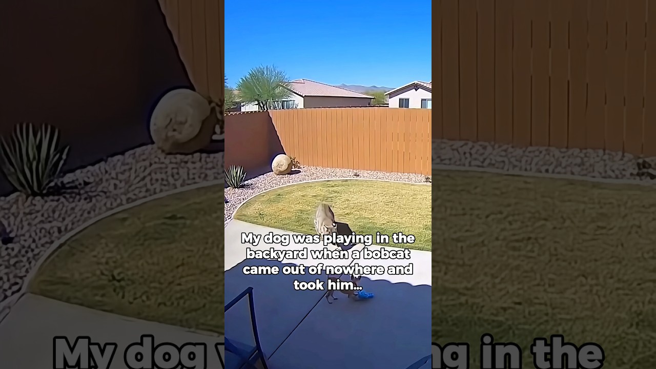 A Bobcat Jumped My Fence and Took My Dog… Then I Found Out Why 😱