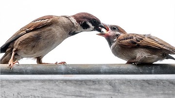 De unieke roep van moedermus om te eten
