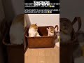 Kucing oyen mengira dirinya jatuh dari ketinggian