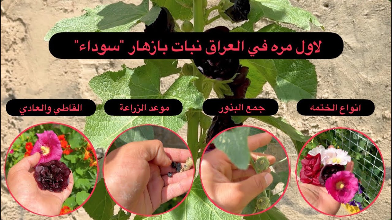 لاول مرة بالعراق نبات بازهار 