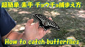 羽が折れたアゲハチョウに餌をあげる動画 保護 飼育 Youtube