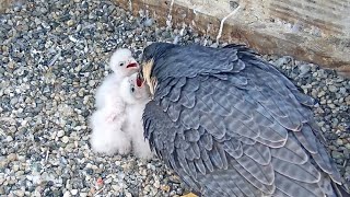 #57 ハヤブサの巣❺ Cal Falcons Nest Cam, UC Berkeley