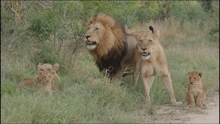 Impressive Lion pride sightings with different-age lion cubs and a black-maned male in Kruger Park