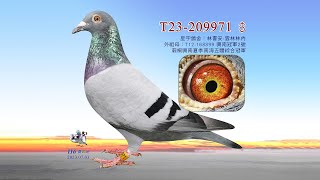 【林書安】T23-209971