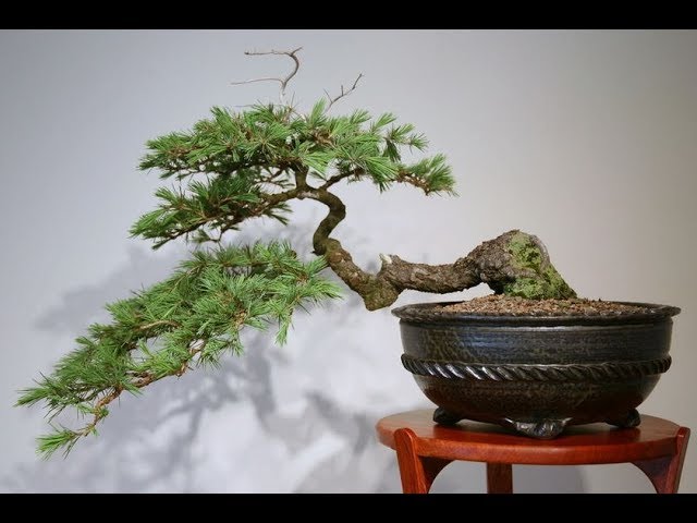 levitating bonsai Levitating Air Bonsai Pot Magnetic Levitation Suspension Flower Pot