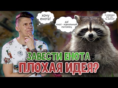 ЕНОТ У ВАС ДОМА | ВСЕ ОСОБЕННОСТИ СОДЕРЖАНИЯ