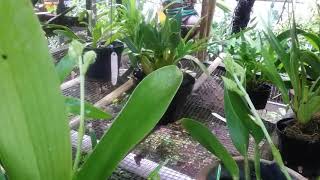 Orchids update - Spikes - Catasetum - Kirchara jairak kiss - Dendrobium secundum - Epidendrum etc