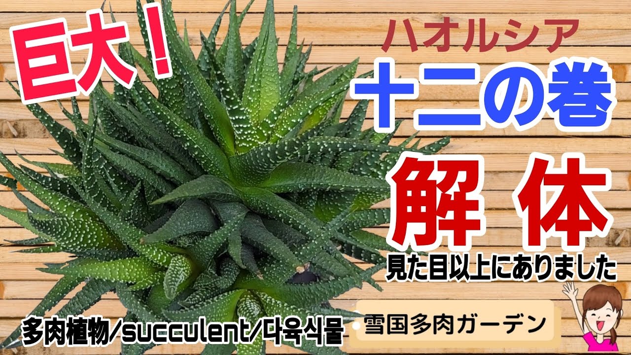 巨大「十二の巻」2年ぶりの解体 2025年5月1日 #雪国で育てる多肉