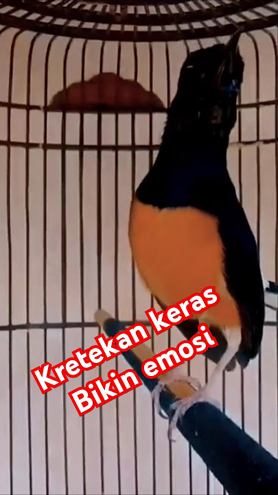 Kretekan keras murai batu memicu emosi lawan