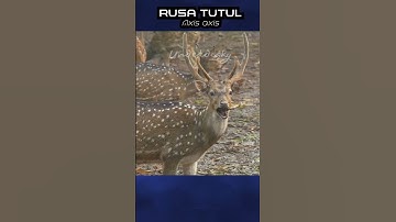 Rusa Tutul memiliki pendengaran dan penciuman yg tajam #shorts #short #rusatutul #rusa #deer #deers