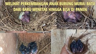 MELIHAT PERKEMBANGAN ANAK MURAI BATU DARI PERTAMA MENETAS HINGGA BISA DI PANEN.