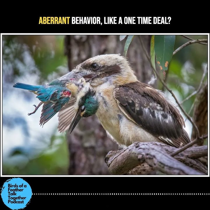 Laughing Kookaburra Eating Sacred Kingfisher - Birds of a Feather Talk Together