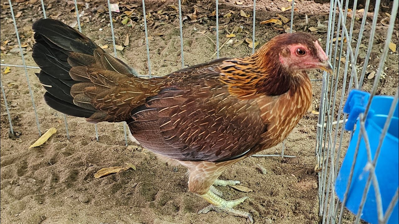 26/2.top7 mái sinh viên.zl.@335/819/775.