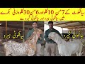 290KG and 270KG bakray in sialkot | biggest goats ever |  Sialkot Plus