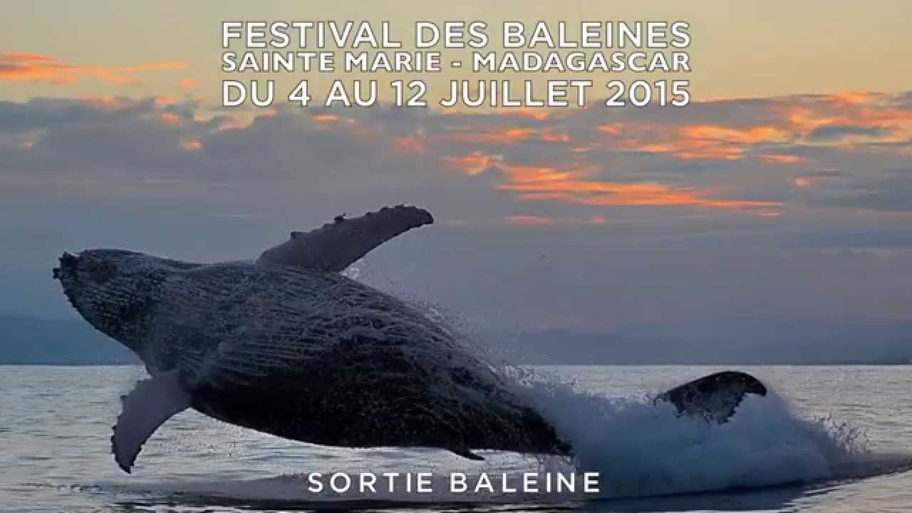 festival des baleines 0 madagascar