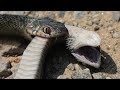 Cosa succede se un serpente velenoso ne morde un altro?