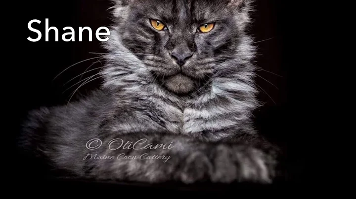 Our Cats/Life moments|Shellys Dream Maine Coon