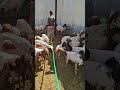 "Washing My Goats  Farm"#farmlife #farm #goatfarming #goatfarm