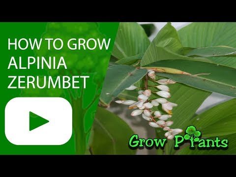 How to grow Alpinia zerumbet