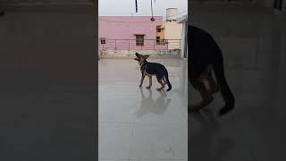 German Shepherd 4 Month Puppy Playing