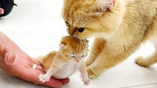 Mom cat takes kitten from dad and carries it to the couch to feed her