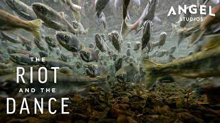 The Unique World Of Salmon | The Riot And The Dance (2018) | Angel Studios | CLIP
