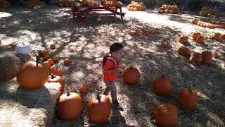Wickerd Farm Pumpkin Patch