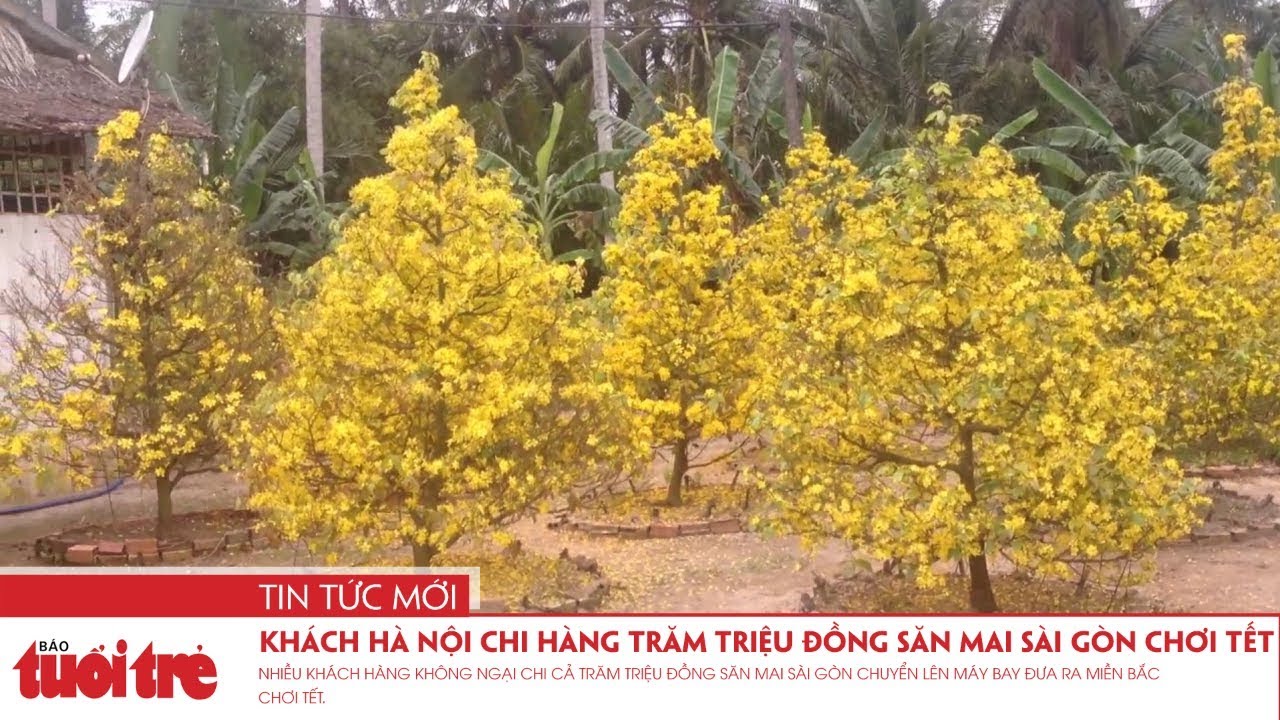 Khách Hà Nội chi hàng trăm triệu đồng săn mai Sài Gòn chơi Tết - YouTube