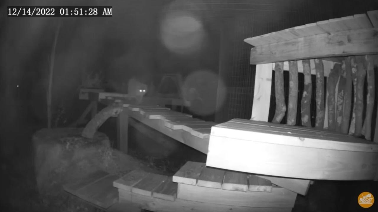 Princess on patrol. Summer bobcat at Big Cat Rescue. YouTube