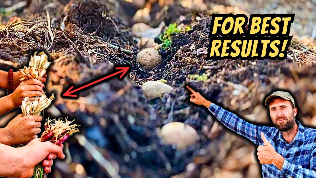 Plant Onions with Potatoes for Best Results (Proven Companion Trick!)