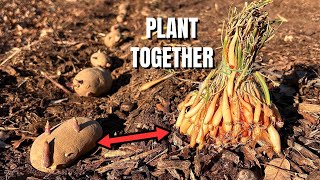 How to Plant Potatoes with Onions for Best Results (Companion Planting)