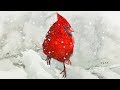 Animals #37 - Watercolor Greeting Painting of a Cardinal in Snow