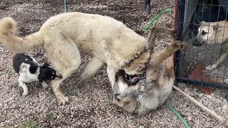 KANGAL ÇAVUŞ HAYDUTUN LİDERLİĞİNİ AYLAR SONRA TEKRAR ALMAYA ÇALIŞTI