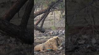 Johannesburg South Africa Safari