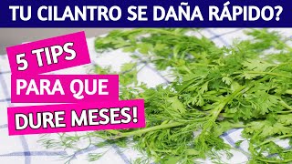 ✅ HÁBITOS para que TU CILANTRO te DURE MUCHÍSIMO tiempo en el  REFRIGERADOR!