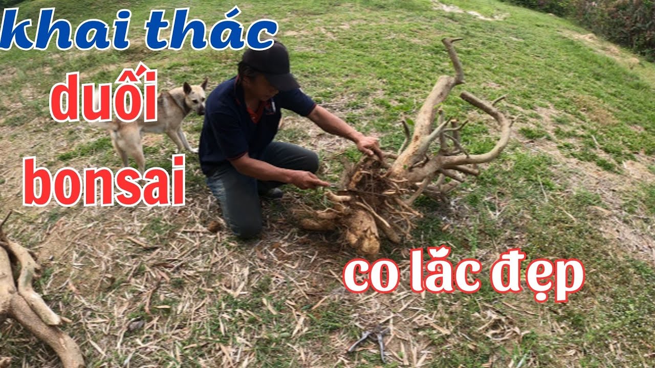 tiếp tục đi khai thác những cây duối bonsai co lắc tự nhiên