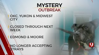 2 More Metro Animal Shelters Temporarily Close, Battle Mysterious Illness