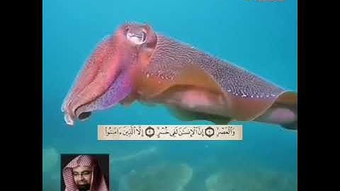 تلاوة سورة العصر للقارئ الشيخ ناصر القطامي  تلاوة عذبة