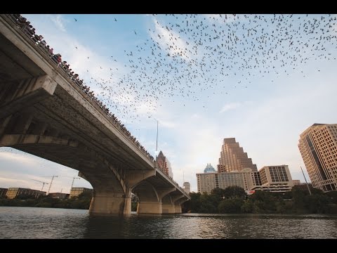 Video: Come vedere Austin Bats al Congress Avenue Bridge