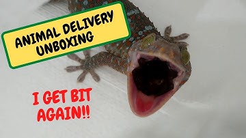 UNBOXING ANIMAL DELIVERY  I GET BIT AGAIN!!! (Snake island Exotics)