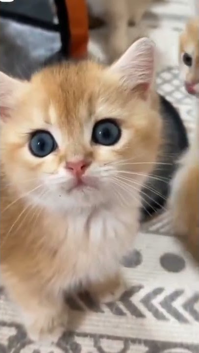 beautiful cat insta whatsapp status Best Daily status