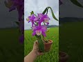 카틀레야 헤리소니아나 티포 페로니카 Cattleya harrisoniana tipo fma.pelorica