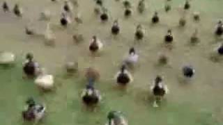 Funny Animals - Ducks Attack